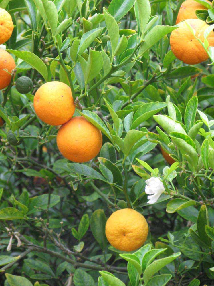            Fruit (Riverside, CA)   